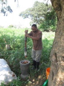 Mashing of chilies for soaking cloth (February 2015)