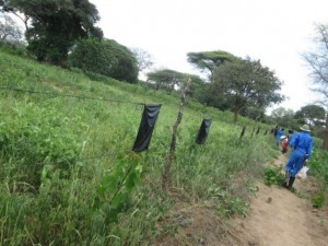 Zaun mit in Chili getränkten Tüchern zum Schutz der Maisfelder vor Elefanten (Februar 2015)